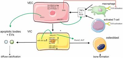 NcRNAs in Vascular and Valvular Intercellular Communication